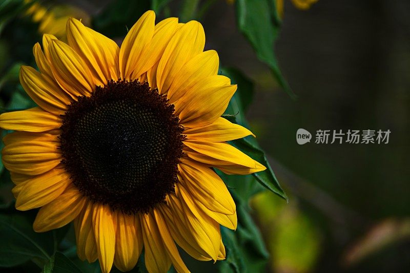 植物的特写镜头。向日葵，Sonnenhut - Rudbeckia fulgida。巴伐利亚,德国。